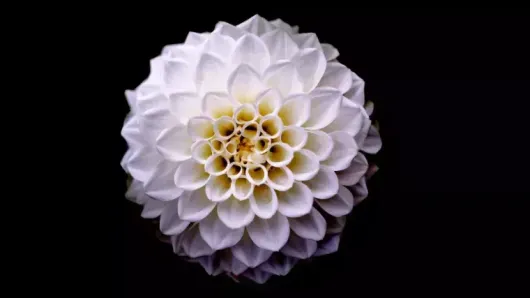 Dahlie